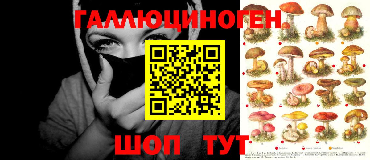 Галлюциногенные грибы Psilocybe Всеволожск